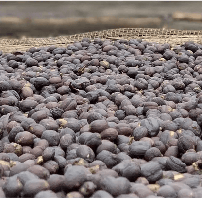 D.R. Congo Olive Mudekereza Robusta råkaffe bönor