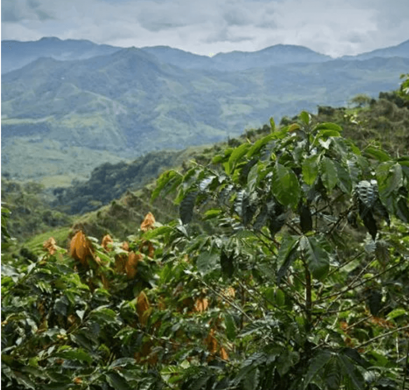 Colombia Dulima EP10 råkaffe bönor