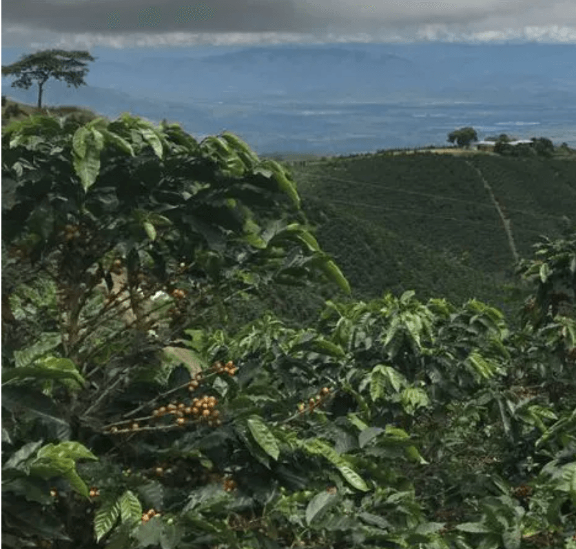 Colombia Dulima EP10 råkaffe bönor