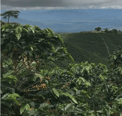 Colombia Dulima EP10 råkaffe bönor