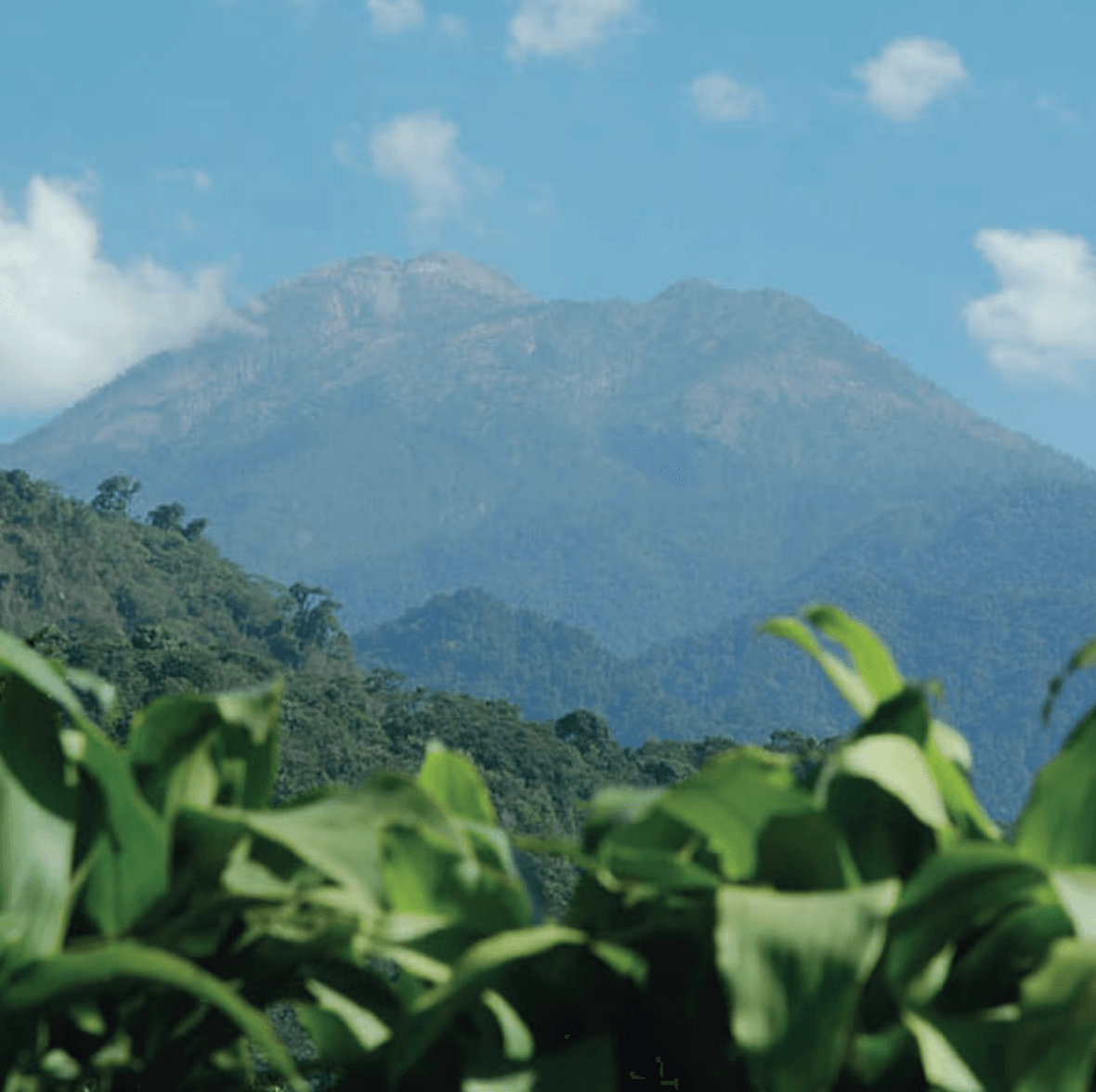 Organic råkaffe: Guatemala, Delicia SHB