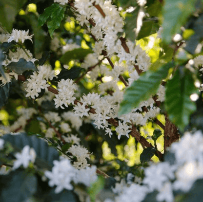 Organic Råkaffe bönor: Brazil natural Santos