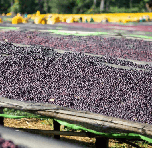 Ethiopia Kefalech Tariku Gr. 1 Natural (Single Farmer)