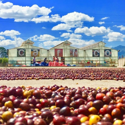 Organic & Fair: Honduras, Copán